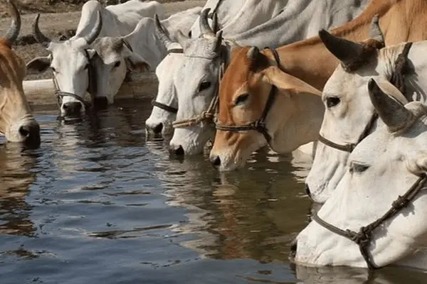 Gau Chikitsha